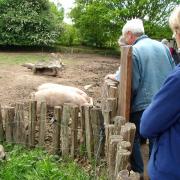 Ils sont beaux les cochons !