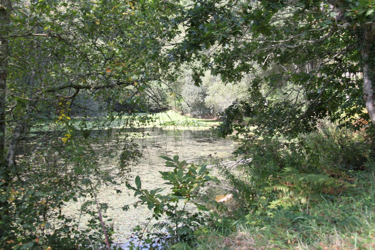 Etang sur le parcours de marche