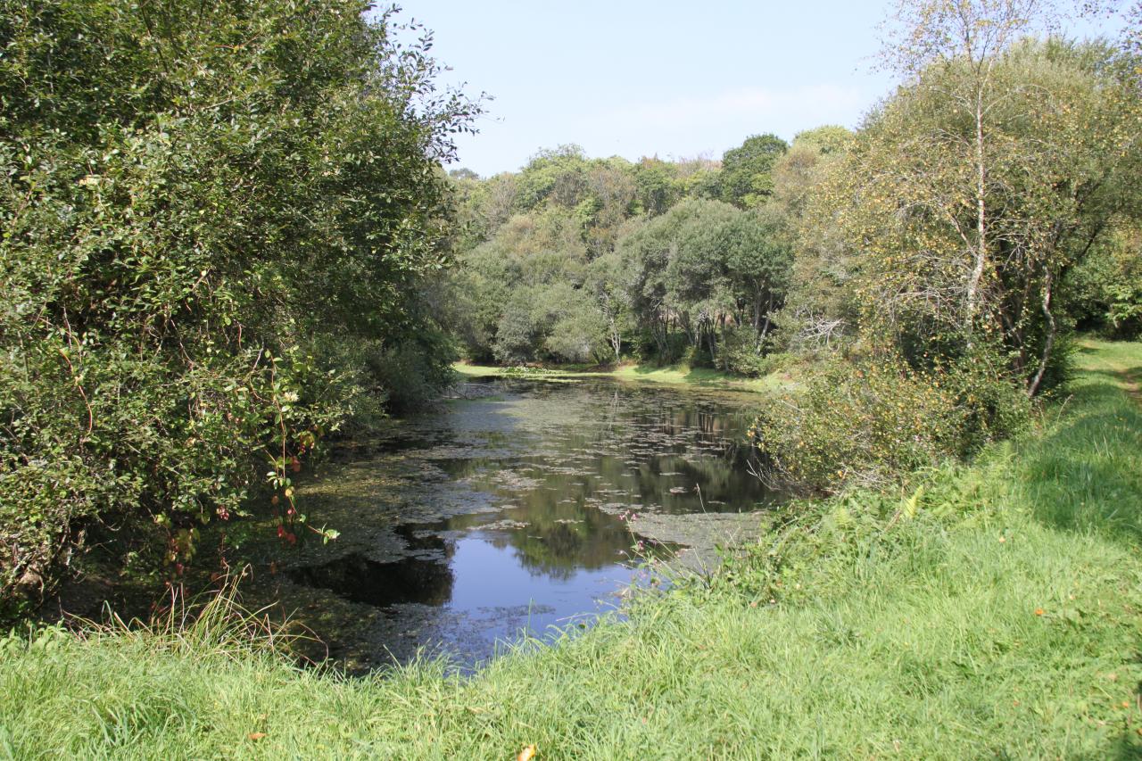 Joli étang entouré de verdure