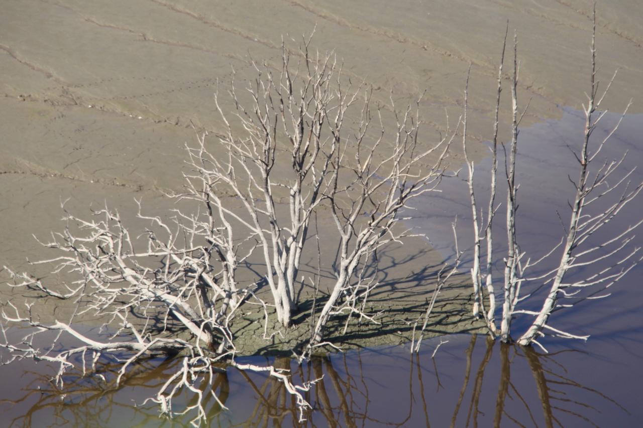 Arbres figés pour l'éternité