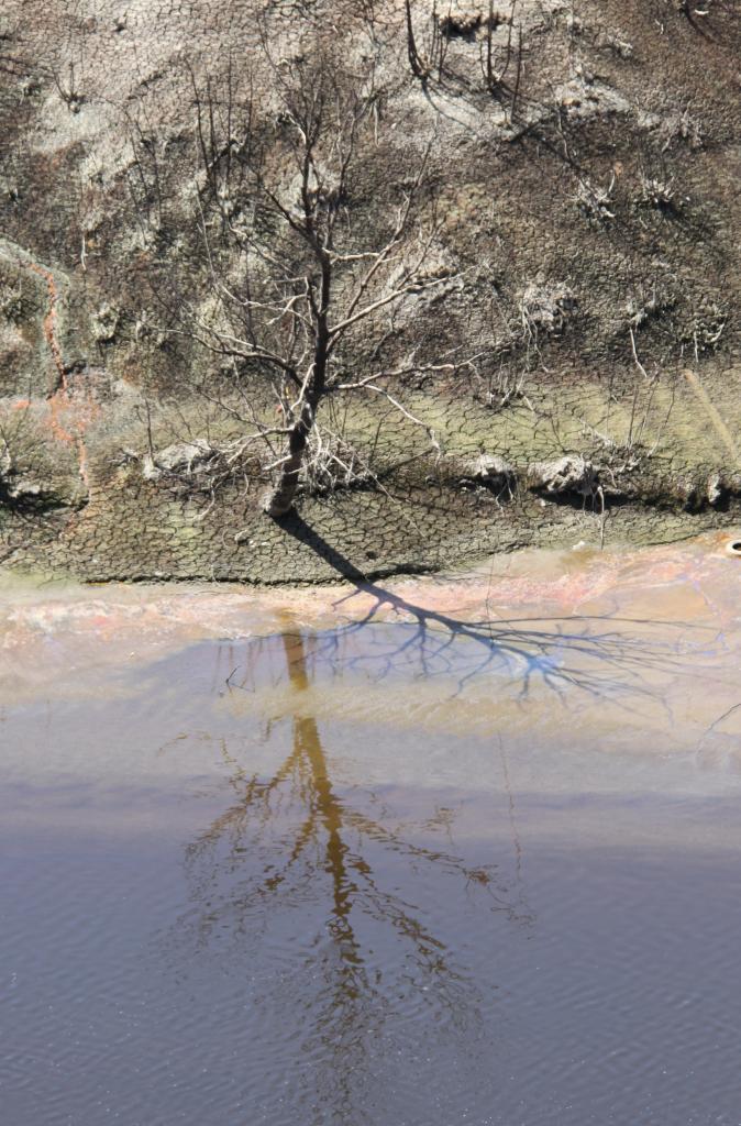 L'arbre et ses reflets