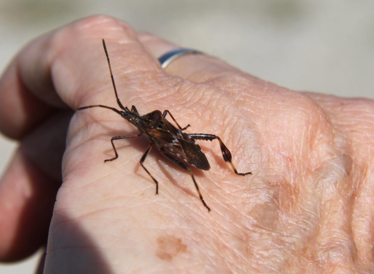 Qui connait cet insecte posé sur la main  ?